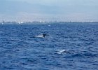 WhaleWatching 031